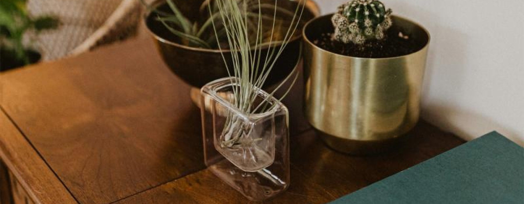 Lifestyle photo of a plant in a pot on a dresser near a book